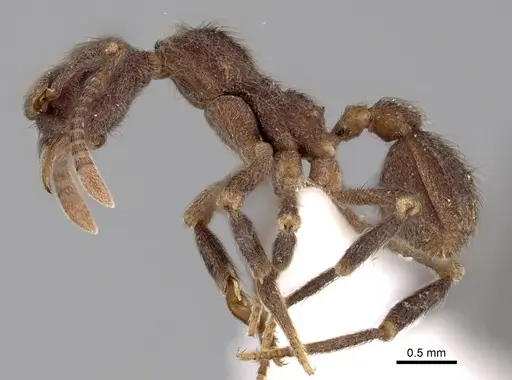 Apterostigma chocoense specimen INBIOCRI001281479 image inbiocri001281479_3