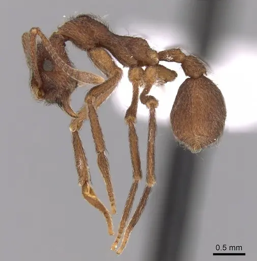 Apterostigma collare specimen CASENT0612212 image casent0612212_3