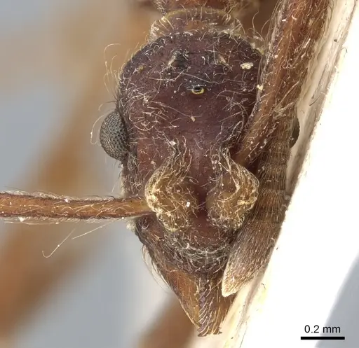 Apterostigma collare specimen CASENT0904978 image casent0904978_2