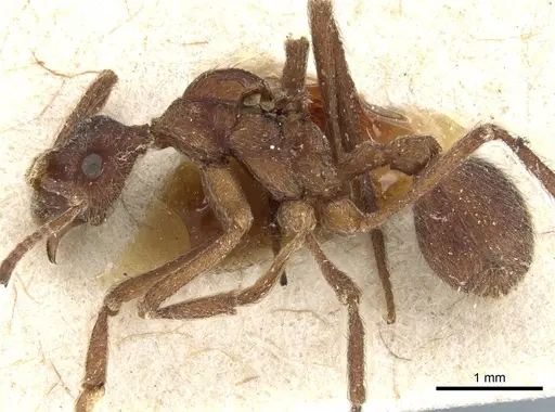 Apterostigma collare specimen CASENT0904978 image casent0904978_3