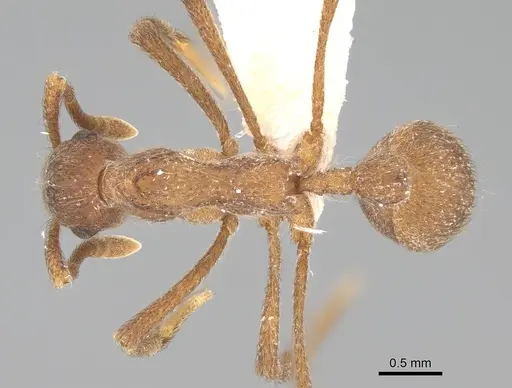 Apterostigma collare specimen CASENT0922041 image casent0922041_1