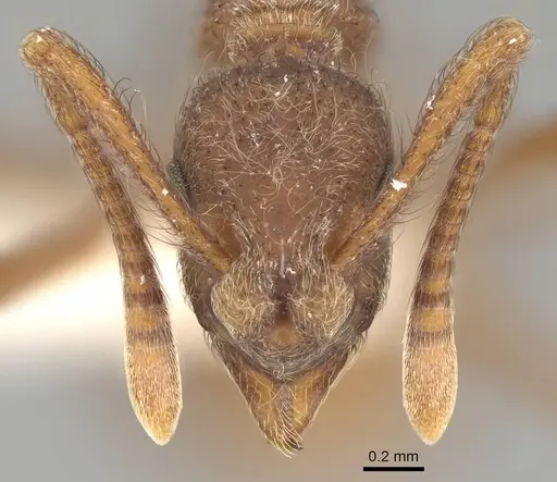 Apterostigma collare specimen CASENT0922041 image casent0922041_2