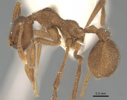 Apterostigma collare specimen CASENT0922041 image casent0922041_3