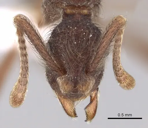 Apterostigma dentigerum specimen CASENT0612214 image casent0612214_2