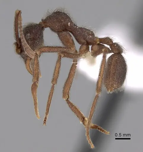 Apterostigma dentigerum specimen CASENT0612214 image casent0612214_3