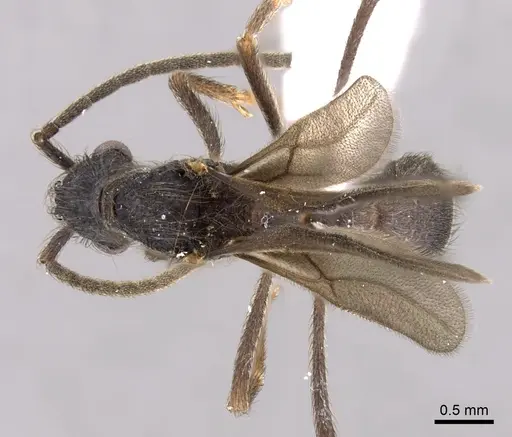 Apterostigma dentigerum specimen CASENT0612215 image casent0612215_1