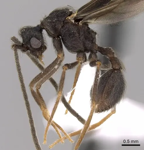 Apterostigma dentigerum specimen CASENT0612215 image casent0612215_3