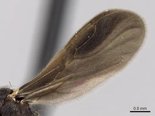 Apterostigma dentigerum specimen CASENT0612215 image casent0612215_4