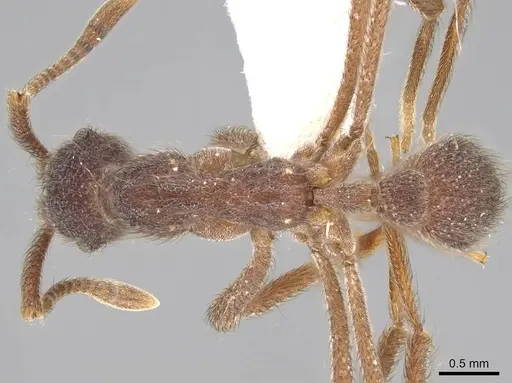 Apterostigma dentigerum specimen CASENT0922039 image casent0922039_1