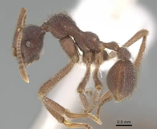 Apterostigma dentigerum specimen CASENT0922039 image casent0922039_3