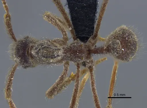 Apterostigma dentigerum specimen CBUMAGENT41897 image cbumagent41897_1