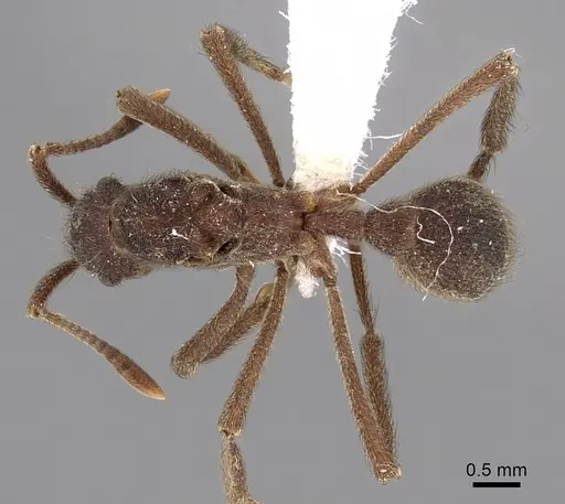 Apterostigma dentigerum specimen JTLC000004482 image jtlc000004482_1