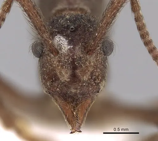 Apterostigma dentigerum specimen JTLC000004482 image jtlc000004482_2