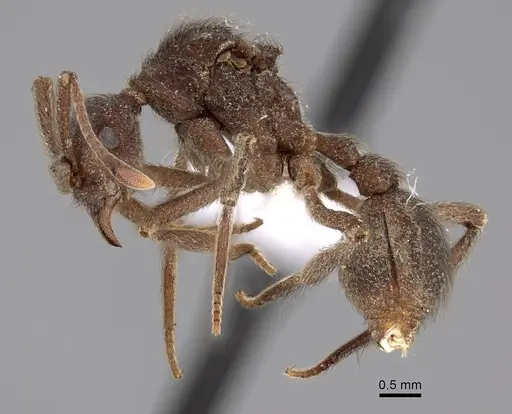 Apterostigma dentigerum specimen JTLC000004482 image jtlc000004482_3