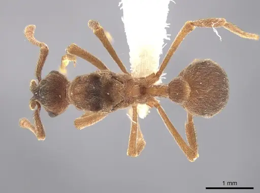 Apterostigma goniodes specimen CASENT0644440 image casent0644440_1
