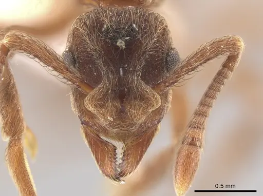 Apterostigma goniodes specimen CASENT0644440 image casent0644440_2