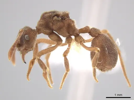 Apterostigma goniodes specimen CASENT0644440 image casent0644440_3