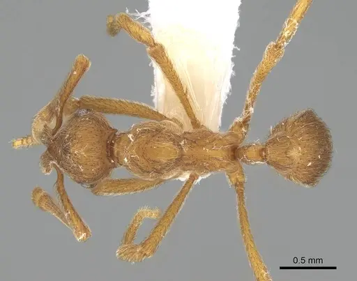Apterostigma goniodes specimen CASENT0922040 image casent0922040_1