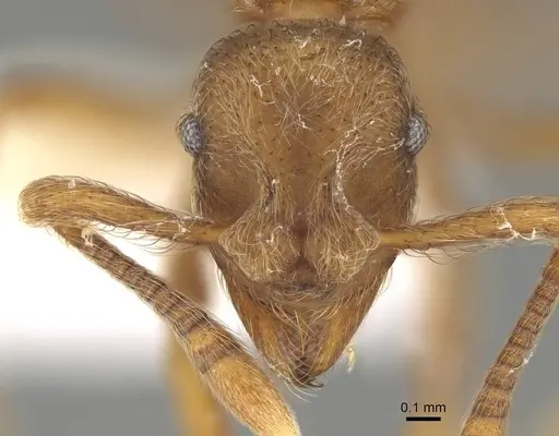 Apterostigma goniodes specimen CASENT0922040 image casent0922040_2
