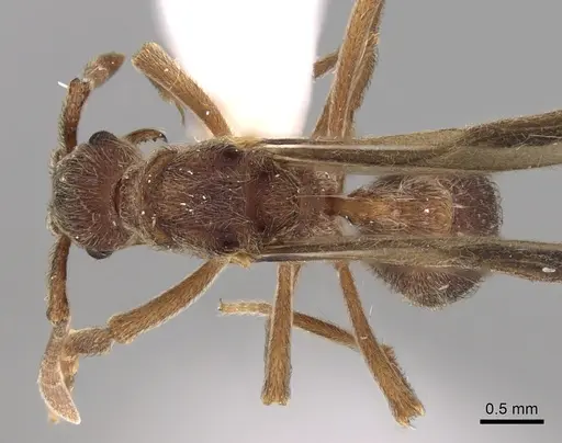 Apterostigma goniodes specimen INB0003205038 image inb0003205038_1