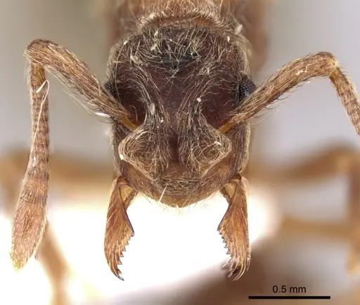 Apterostigma goniodes specimen INB0003205038 image inb0003205038_2