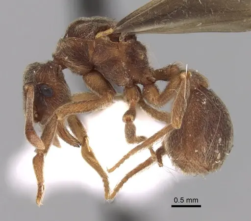 Apterostigma goniodes specimen INB0003205038 image inb0003205038_3