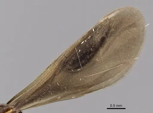 Apterostigma goniodes specimen INB0003205038 image inb0003205038_4