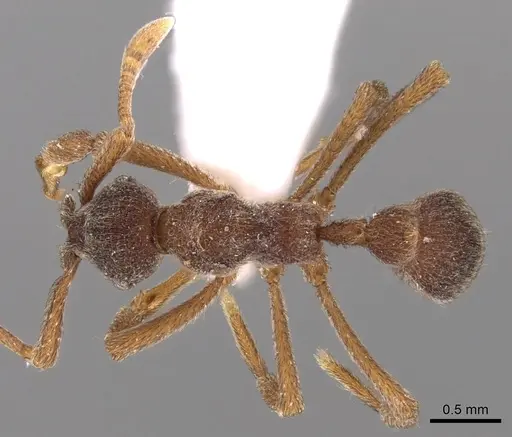 Apterostigma goniodes specimen INB0003622578 image inb0003622578_1