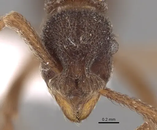 Apterostigma goniodes specimen INB0003622578 image inb0003622578_2