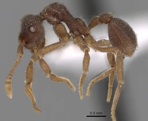 Apterostigma goniodes specimen INB0003622578 image inb0003622578_3