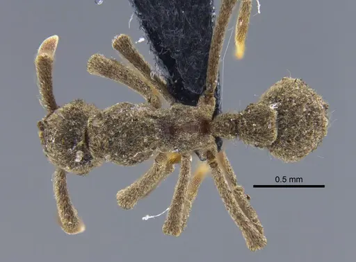 Apterostigma ierense specimen CBUMAGENT41893 image cbumagent41893_1