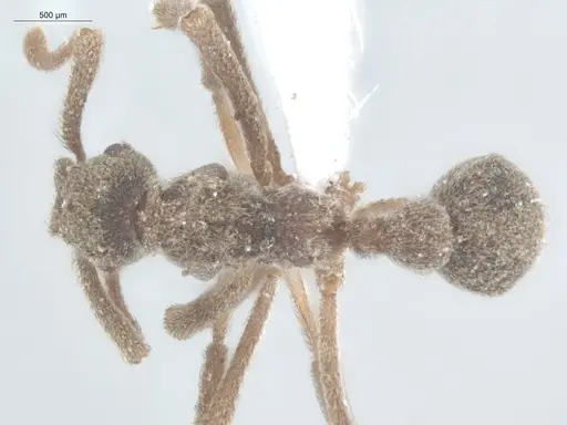 Apterostigma ierense specimen ECOFOG-SL13-0131-21 image ecofog-sl13-0131-21_1