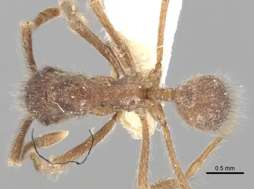 Apterostigma madidiense specimen CASENT0281778 image casent0281778_1
