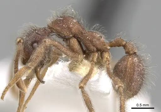 Apterostigma madidiense specimen CASENT0281778 image casent0281778_3