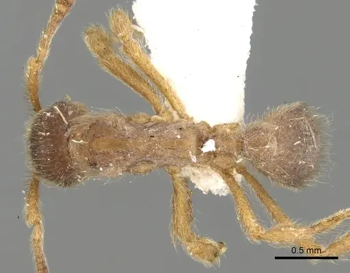 Apterostigma manni specimen CASENT0281776 image casent0281776_1