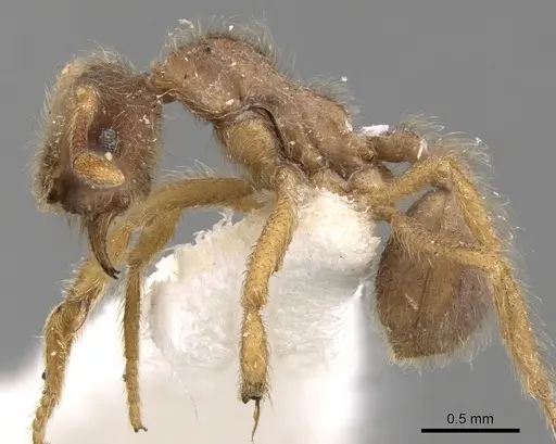Apterostigma manni specimen CASENT0281776 image casent0281776_3