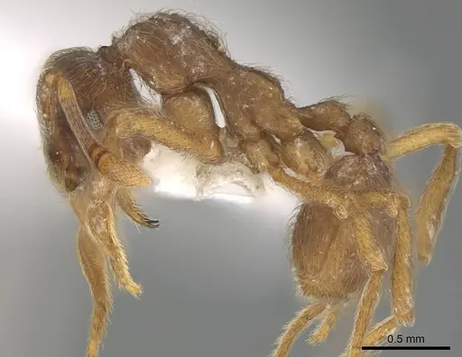 Apterostigma manni specimen CASENT0922042 image casent0922042_3