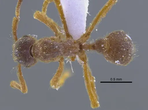 Apterostigma manni specimen CBUMAGENT41898 image cbumagent41898_1