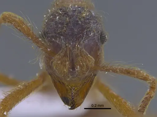 Apterostigma manni specimen CBUMAGENT41898 image cbumagent41898_2