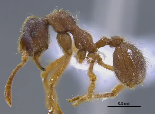 Apterostigma manni specimen CBUMAGENT41898 image cbumagent41898_3