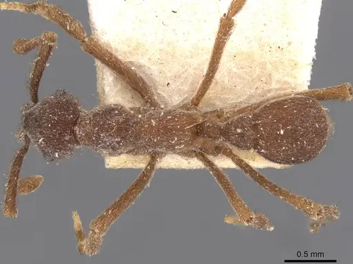 Apterostigma mayri specimen CASENT0909362 image casent0909362_1