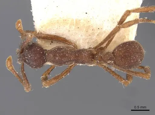 Apterostigma mayri specimen CASENT0909363 image casent0909363_1