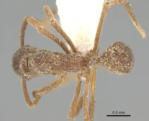 Apterostigma mayri specimen CASENT0922043 image casent0922043_1
