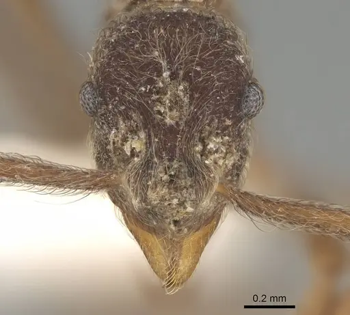 Apterostigma mayri specimen CASENT0922043 image casent0922043_2
