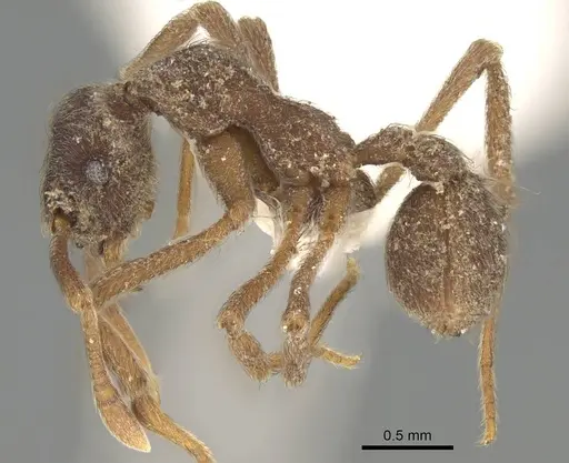 Apterostigma mayri specimen CASENT0922043 image casent0922043_3