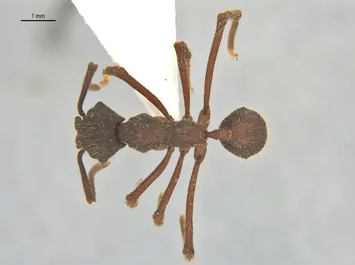 Apterostigma megacephala specimen ANTWEB1062551 image antweb1062551_1