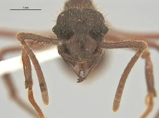 Apterostigma megacephala specimen ANTWEB1062551 image antweb1062551_2