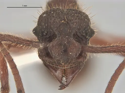 Apterostigma megacephala specimen ANTWEB1062551 image antweb1062551_3