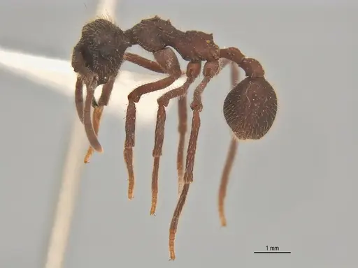Apterostigma megacephala specimen ANTWEB1062551 image antweb1062551_4