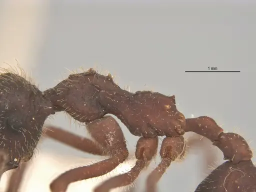 Apterostigma megacephala specimen ANTWEB1062551 image antweb1062551_5